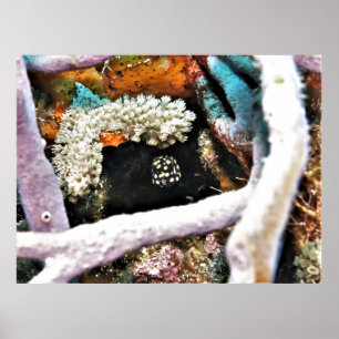 Baby Boxfish Poster