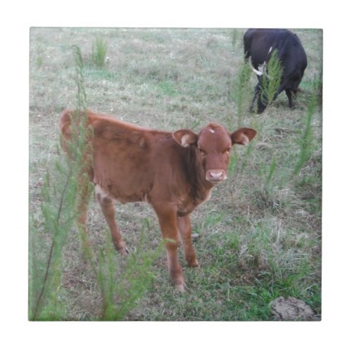 Baby Brown Cow  Ceramic Tile