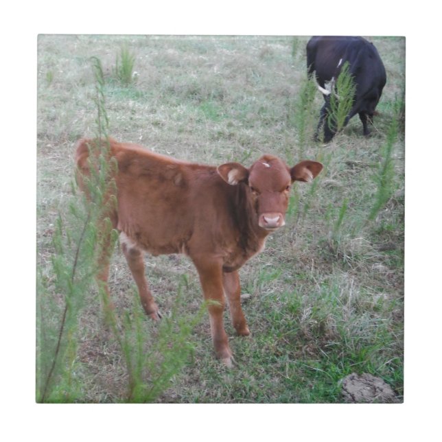 Baby Brown Cow . Ceramic Tile (Front)