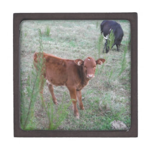 Baby Brown Cow . Gift Box