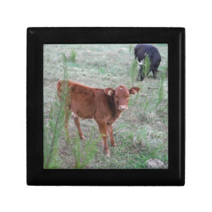 Baby Brown Cow . Gift Box