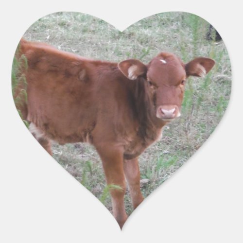 Baby Brown Cow  Heart Sticker