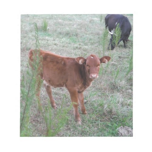 Baby Brown Cow  Notepad