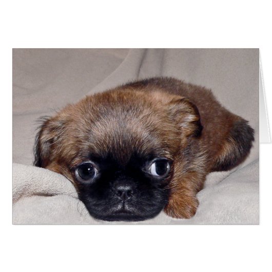 Baby Brussels Griffon (Front Horizontal)