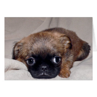 Baby Brussels Griffon Cards