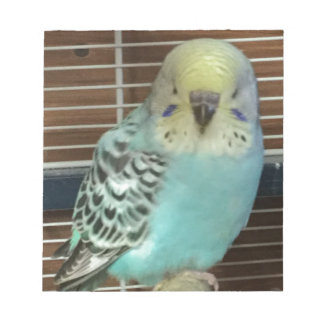 Baby budgie notepad