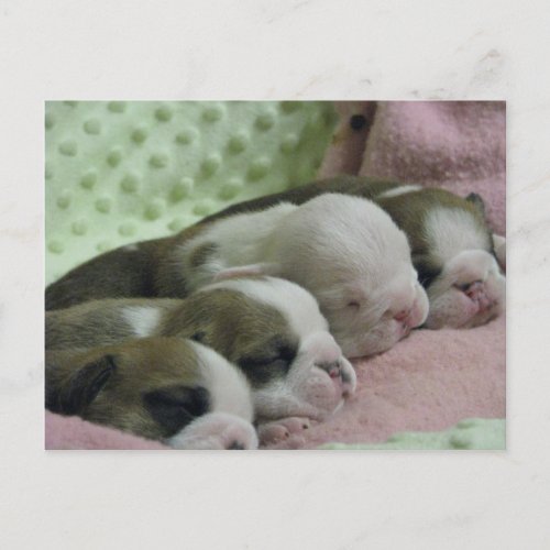 Baby bulldogs Post card