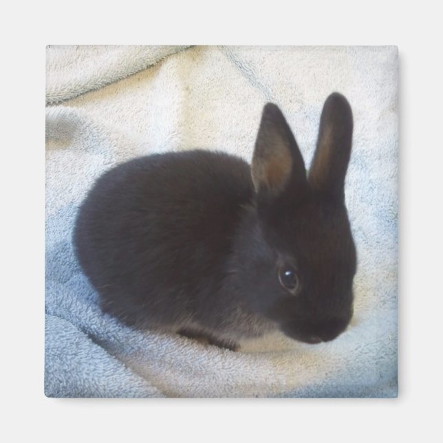 Baby Bun Magnet - Little Magoo (Front)