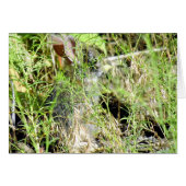 Baby Bunny (Front Horizontal)