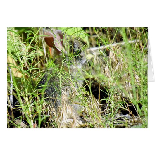 Baby Bunny (Front Horizontal)