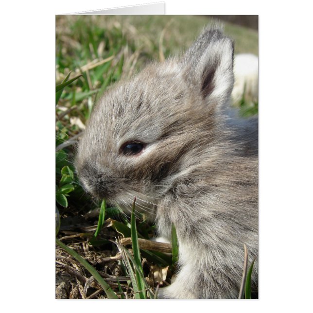 Baby Bunny Cards (Front)