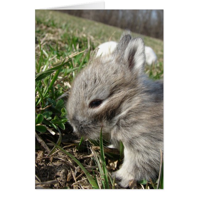 Baby Bunny Cards (Front)