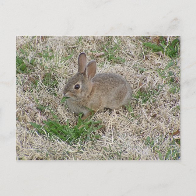 Baby Bunny Chewing Postcard (Front)