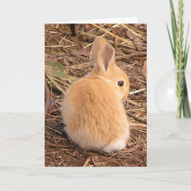 Baby bunny cute! holiday card (Front)