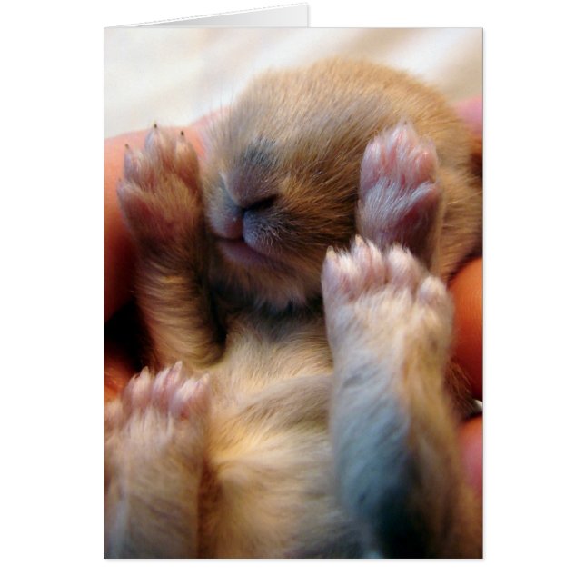 Baby Bunny In Hand Cards (Front)