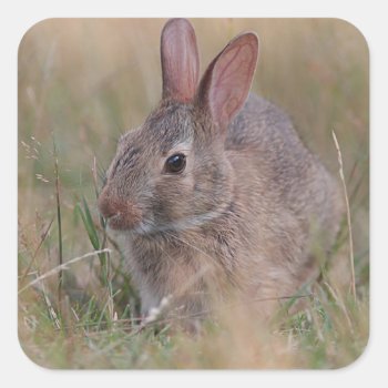 Baby Bunny In The Grass Square Sticker by backyardwonders at Zazzle