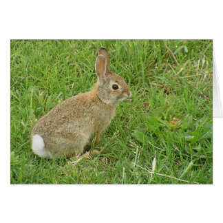 Baby Bunny On Lawn Cards