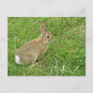 Baby Bunny On Lawn Postcard