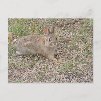 Baby Bunny Posing Postcard