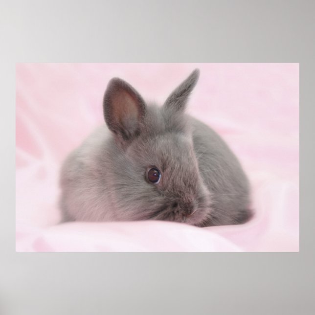 Baby bunny poster (Front)