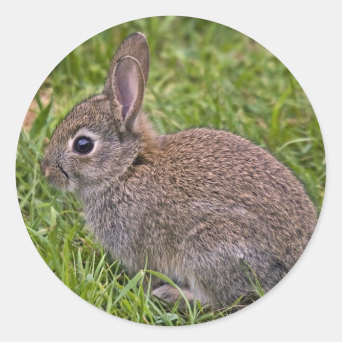 Baby Bunny Sticker