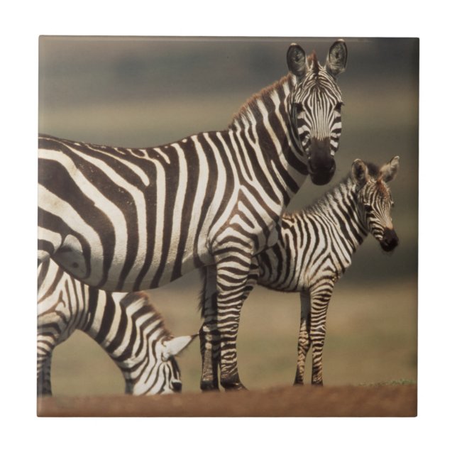 Baby Burchell's Zebra with mother Ceramic Tile (Front)
