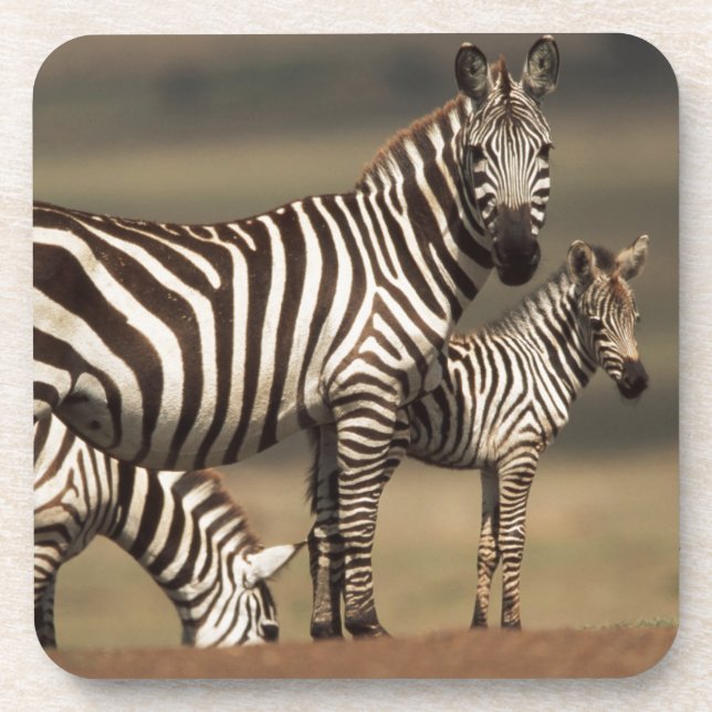 Baby Burchell's Zebra with mother Drink Coaster (Front)