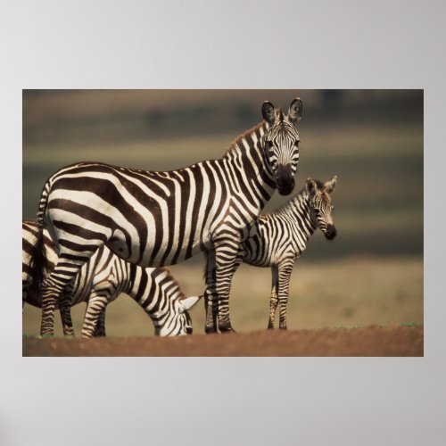 Baby Burchells Zebra with mother Poster