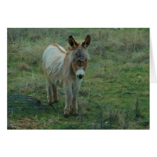 Baby Burro Cards (Front Horizontal)
