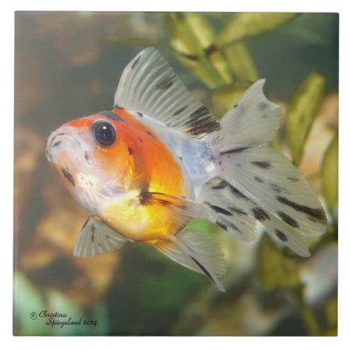 Baby Calico Ryukin Goldfish Tile