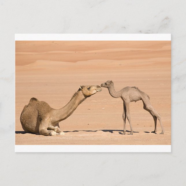 Baby Camel and its Mother Postcard (Front)