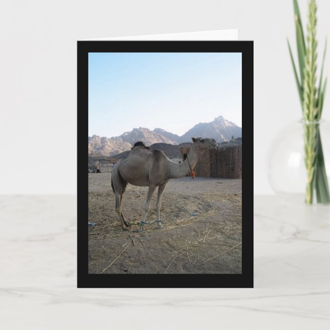 Baby Camel in Desert Card (Front)