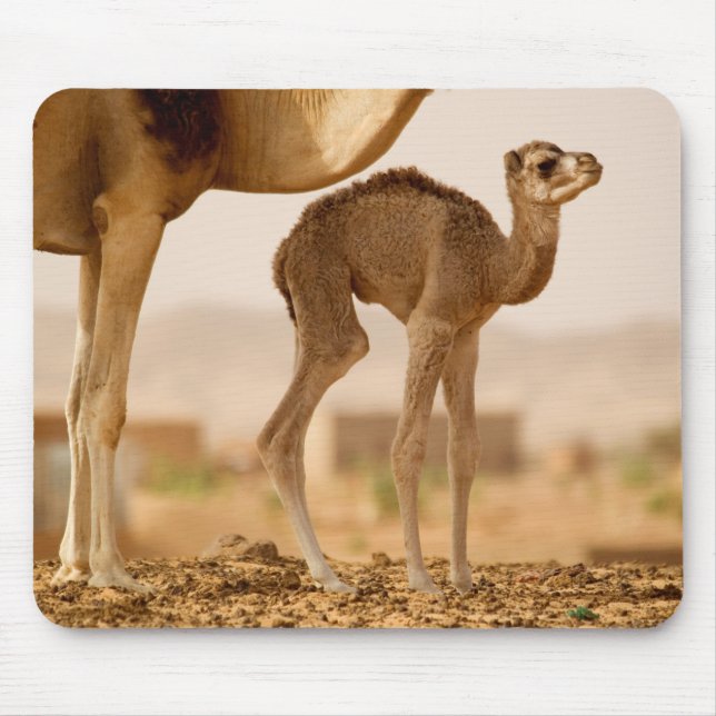 Baby Camel Mouse Pad (Front)