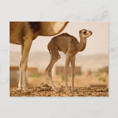 Baby Camel Postcard