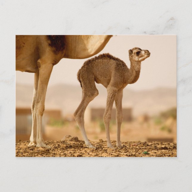 Baby Camel Postcard (Front)