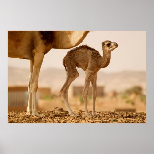 Baby Camel Poster