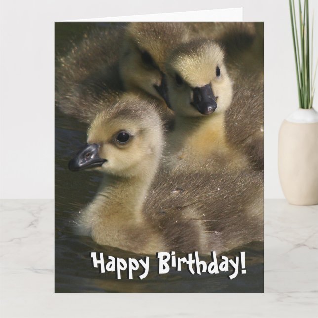 Baby Canada Geese Birds Birthday Greeting Card (Front)