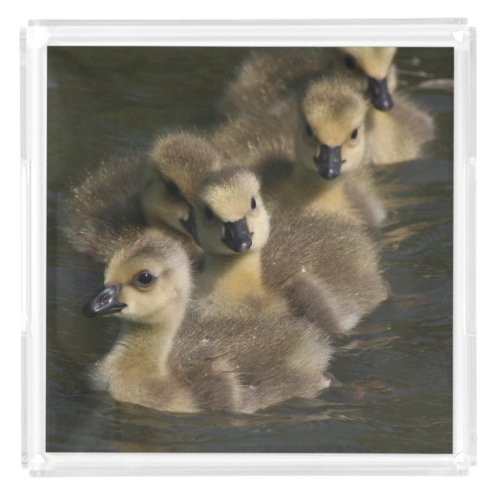 Baby Canada Geese Gosling Bird Animal Acrylic Tray