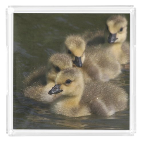 Baby Canada Geese Gosling Bird Animal Acrylic Tray