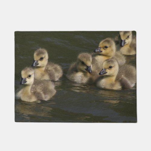 Baby Canada Geese Goslings Wildlife Animal Doormat