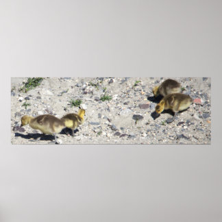 Baby Canada Geese Poster