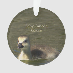 Baby Canada Goose Photo Ornament 