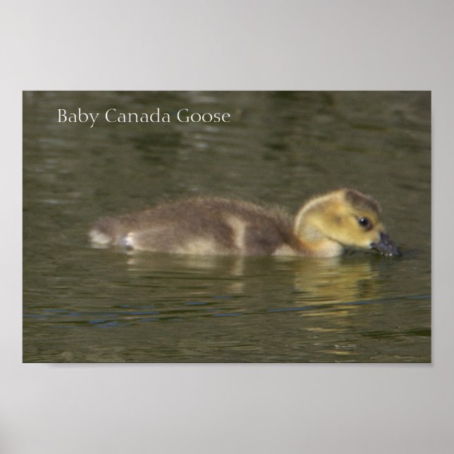 Baby Canada Goose Photo Poster (Front)