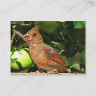 Baby Cardinal ATC Business Card