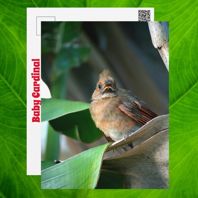 Baby Cardinal Wildlife Cute  Photography Postcard (Creator Uploaded)