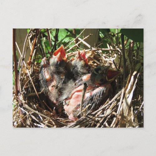 Baby Cardinals with Open Mouths Postcard