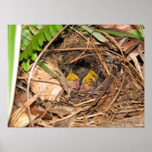 Baby Carolina Wrens Poster