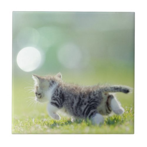Baby cat running on grass field ceramic tile