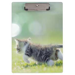 Baby cat running on grass field. clipboard