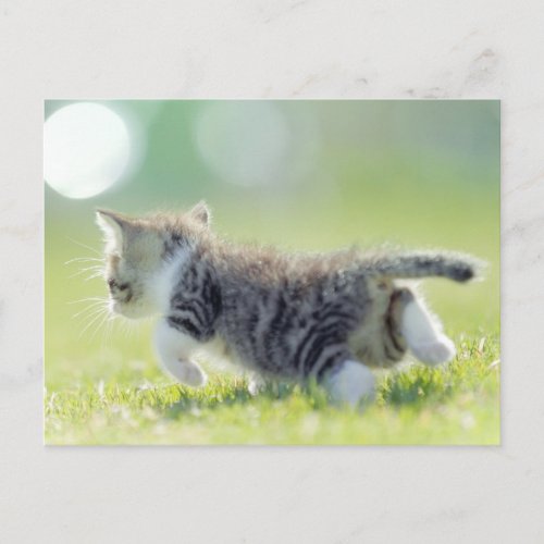 Baby cat running on grass field postcard